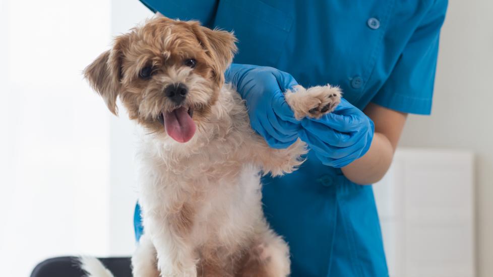 yeast infection in dogs; a dog has his skin checked for a yeast infection.